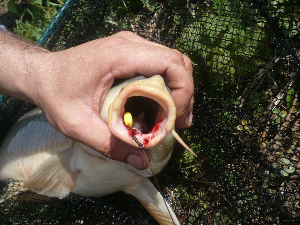 nebunie - gura de aur !